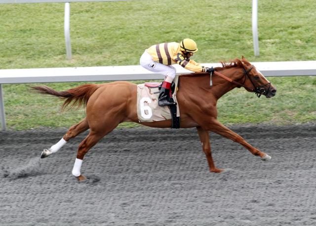 Wise Dan wins Ben Ali Wise Dan wins Ben Ali